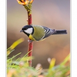 MÃ©sange charbonniÃ¨re
Parus major - Great Tit - Saison : Hiver - Lieu : Marcheville, Somme, Picardie