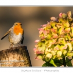 Rougegorge familier (Erithacus rubecula - European Robin) - Rouge-gorge perchÃ© sur une bÃ»che prÃ¨s d'une fleur d'hortensia - Saison : Hiver - Lieu : Marcheville, Somme, Picardie