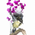 MÃ©sange charbonniÃ¨re - Parus major - Great Tit
