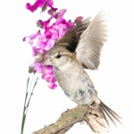 Moineau domestique - Passer domesticus - House Sparrow
