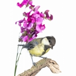 MÃ©sange charbonniÃ¨re - Parus major - Great Tit