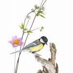 MÃ©sange charbonniÃ¨re - Parus major - Great Tit