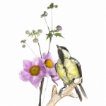 MÃ©sange charbonniÃ¨re - Parus major - Great Tit