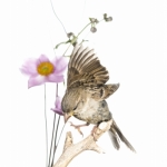 Moineau domestique - Passer domesticus - House Sparrow