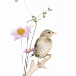 Moineau domestique - Passer domesticus - House Sparrow
