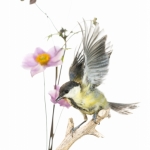 MÃ©sange charbonniÃ¨re - Parus major - Great Tit