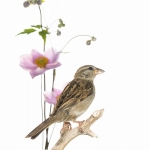 Moineau domestique - Passer domesticus - House Sparrow