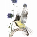 MÃ©sange charbonniÃ¨re - Parus major - Great Tit