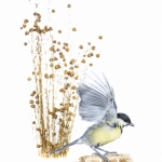 MÃ©sange charbonniÃ¨re - Parus major - Great Tit