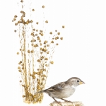 Moineau domestique - Passer domesticus - House Sparrow