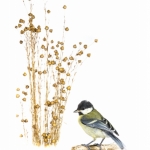 MÃ©sange charbonniÃ¨re - Parus major - Great Tit
