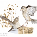Moineau domestique - Passer domesticus - House Sparrow