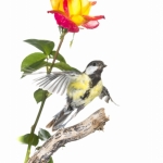 MÃ©sange charbonniÃ¨re - Parus major - Great Tit