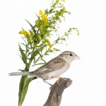 Moineau domestique - Passer domesticus - House Sparrow