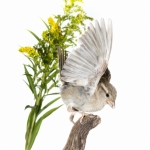 Moineau domestique - Passer domesticus - House Sparrow