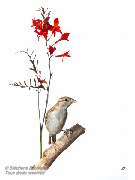 Moineau domestique - Passer domesticus - House Sparrow