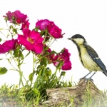 MÃ©sange charbonniÃ¨re - Parus major - Great Tit