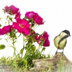 MÃ©sange charbonniÃ¨re - Parus major - Great Tit