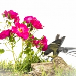 MÃ©sange charbonniÃ¨re - Parus major - Great Tit