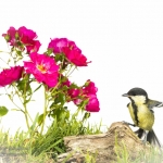 MÃ©sange charbonniÃ¨re - Parus major - Great Tit
