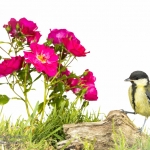 MÃ©sange charbonniÃ¨re - Parus major - Great Tit