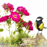 MÃ©sange charbonniÃ¨re - Parus major - Great Tit