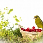 Verdier d'Europe - Chloris chloris - European Greenfinch