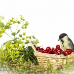 MÃ©sange charbonniÃ¨re - Parus major - Great Tit