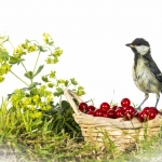 MÃ©sange charbonniÃ¨re - Parus major - Great Tit
