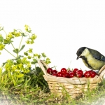 MÃ©sange charbonniÃ¨re - Parus major - Great Tit