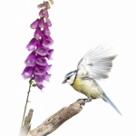 MÃ©sange bleue - Cyanistes caeruleus - Eurasian Blue Tit