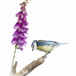 MÃ©sange bleue - Cyanistes caeruleus - Eurasian Blue Tit
