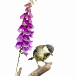 MÃ©sange charbonniÃ¨re - Parus major - Great Tit