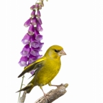 Verdier d'Europe - Chloris chloris - European Greenfinch