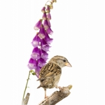 Moineau domestique - Passer domesticus - House Sparrow
