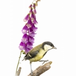 MÃ©sange charbonniÃ¨re - Parus major - Great Tit