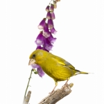 Verdier d'Europe - Chloris chloris - European Greenfinch