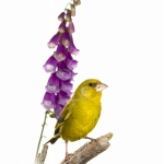 Verdier d'Europe - Chloris chloris - European Greenfinch