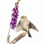 Moineau domestique - Passer domesticus - House Sparrow