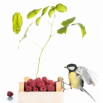 MÃ©sange charbonniÃ¨re - Parus major - Great Tit