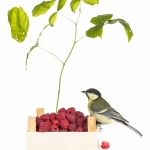 MÃ©sange charbonniÃ¨re - Parus major - Great Tit