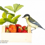 MÃ©sange charbonniÃ¨re - Parus major - Great Tit