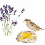 Moineau domestique - Passer domesticus - House Sparrow