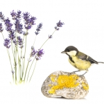 MÃ©sange charbonniÃ¨re - Parus major - Great Tit