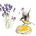 MÃ©sange charbonniÃ¨re - Parus major - Great Tit