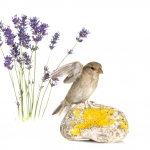 Moineau domestique - Passer domesticus - House Sparrow