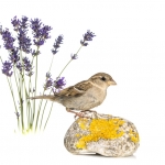 Moineau domestique - Passer domesticus - House Sparrow