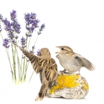 Moineau domestique - Passer domesticus - House Sparrow