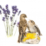 Moineau domestique - Passer domesticus - House Sparrow