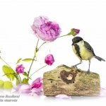 MÃ©sange charbonniÃ¨re - Parus major - Great Tit